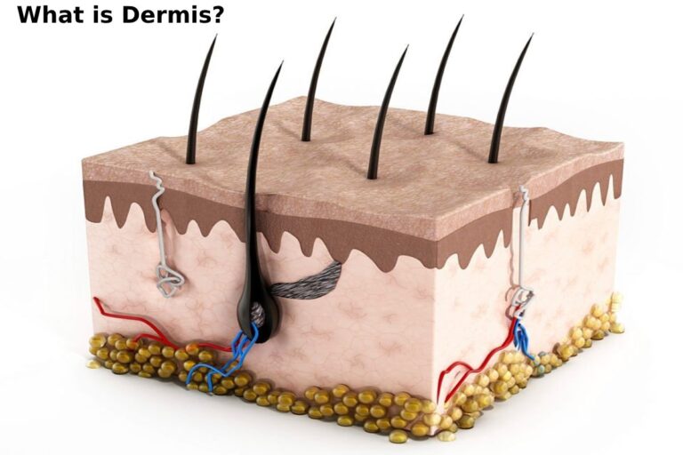 What Is Dermis Definition Structure Functions And More what-is-dermis-definition-structure-functions-and-more