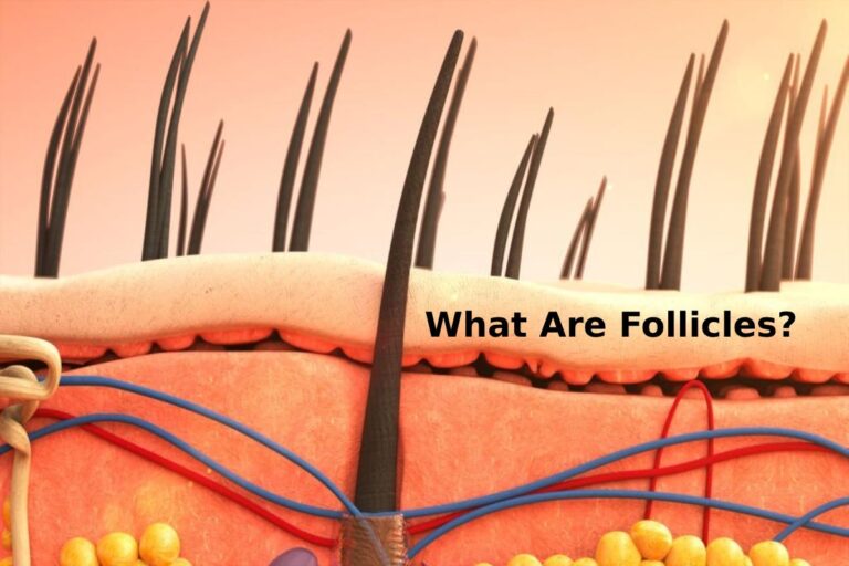 what-are-follicles-definition-structure-types-and-more