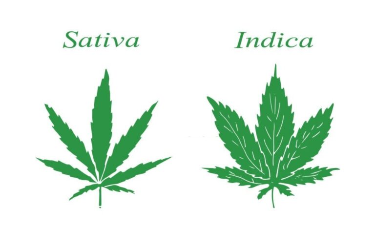 Indica and Sativa
